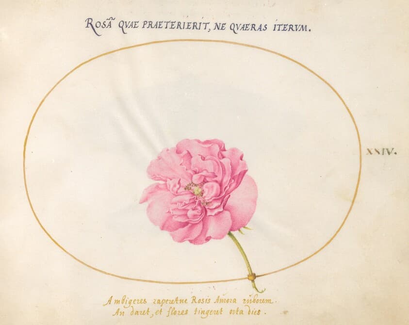 Plate 24: Pink Rose — Joris Hoefnagel
