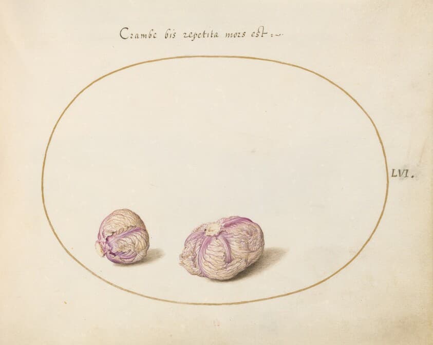Plate 56: Two Heads of Cabbage — Joris Hoefnagel