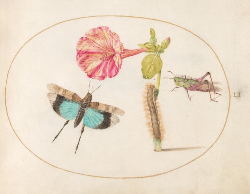 Plate 51: Grasshoppers and a Caterpillar with a Four O'Clock Flower — Joris Hoefnagel