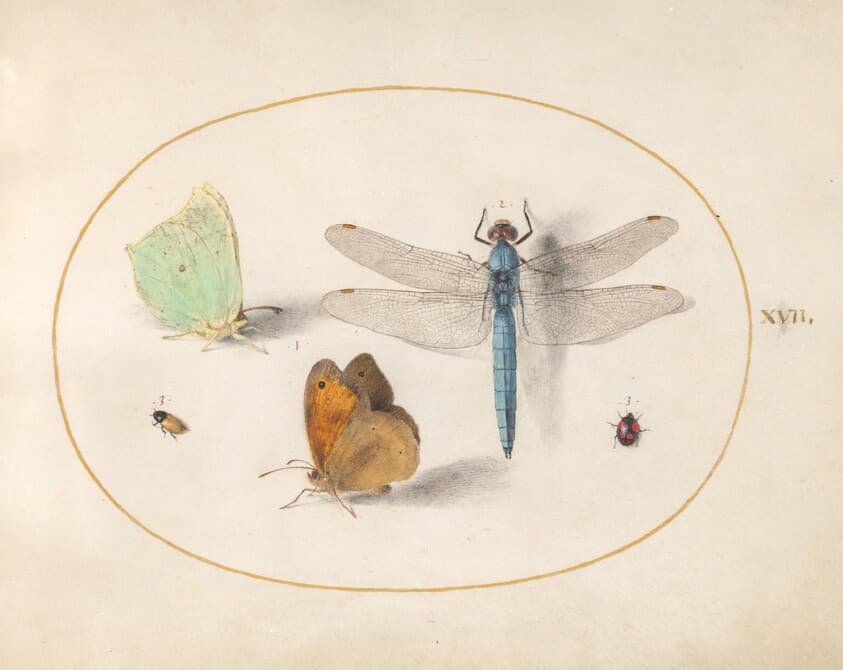 Plate 17: Brimstone and Meadow Brown(?) Butterflies, a Blue Chaser, and Two Small Insects — Joris Hoefnagel