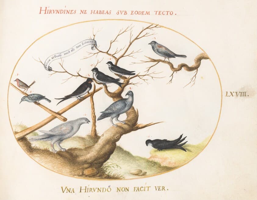 Plate 68: A Ptarmigan, Swallows, and Other Birds — Joris Hoefnagel