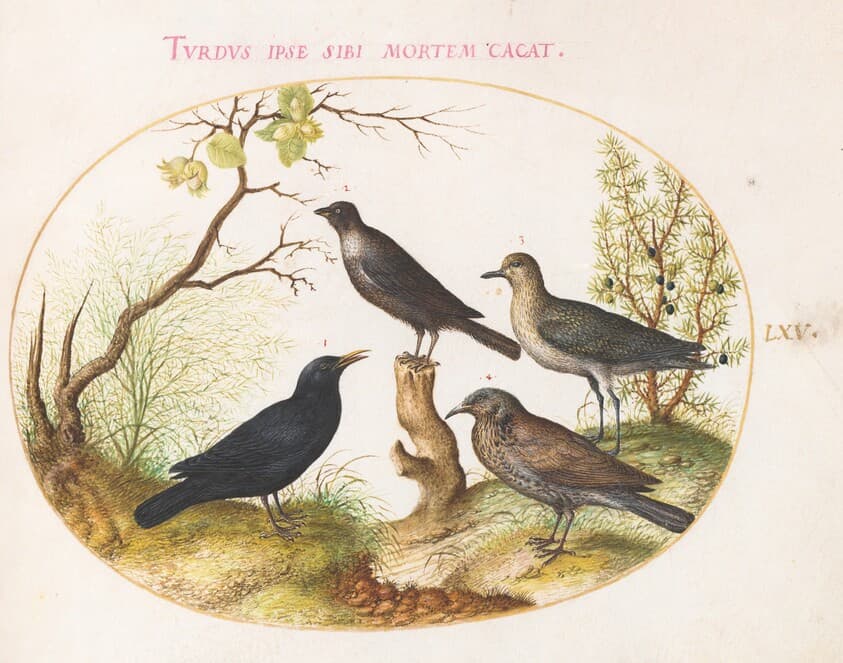 Plate 65: Thrushes and Other Birds — Joris Hoefnagel
