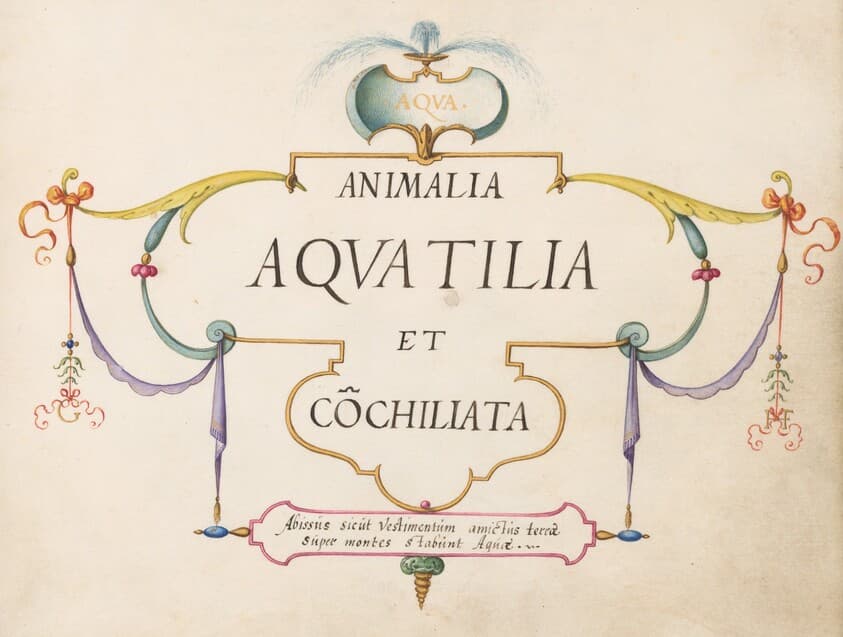 Title Page — Joris Hoefnagel