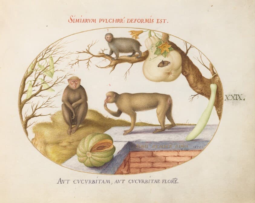 Plate 29: Two Monkeys, an "Arctopithecus"(Sloth?) and Fruit — Joris Hoefnagel
