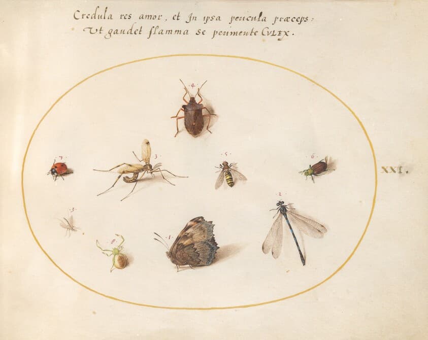 Plate 21: A Butterfly with a Dragonfly, a Ladybug, and Five other Insects — Joris Hoefnagel