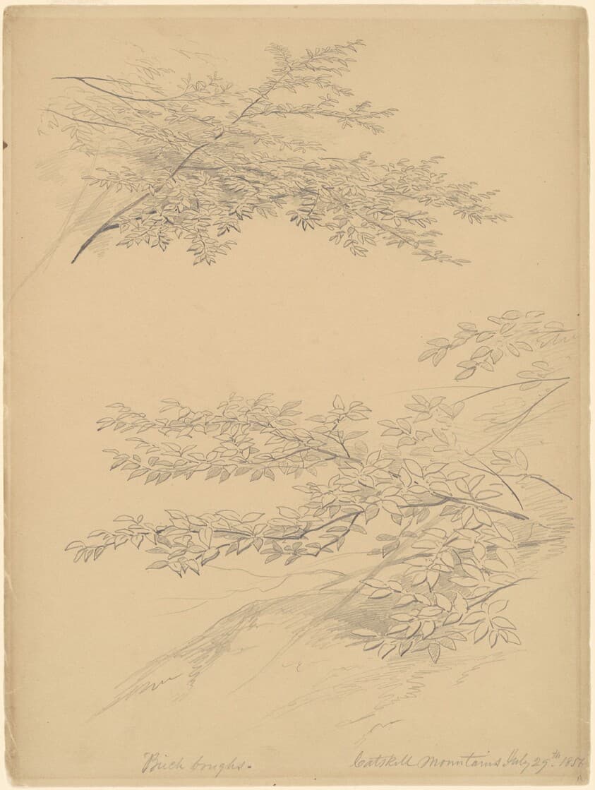 Birch Boughs, Catskill Mountains — John William Casilear