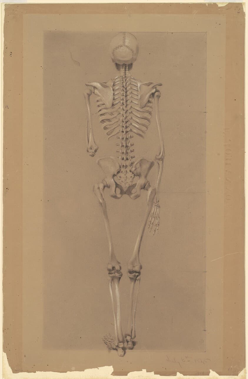 Rear View of a Skeleton — Daniel Huntington