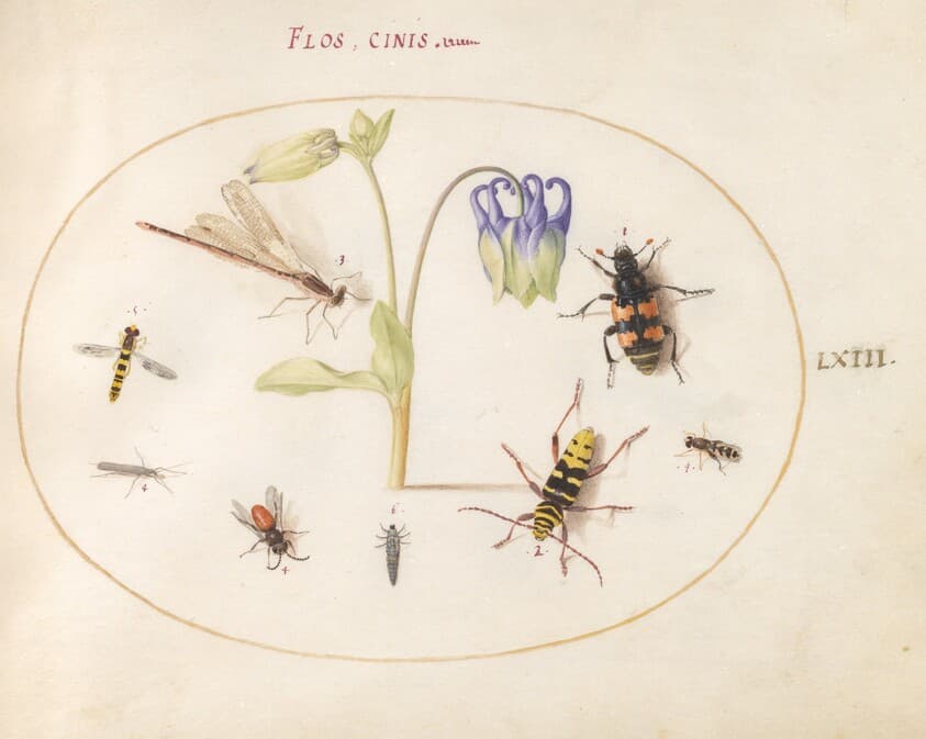 Plate 63: A Dragonfly, a Spotted Longhorn, a Sexton Beetle, and Other Insects with a Blue and White Columbine — Joris Hoefnagel