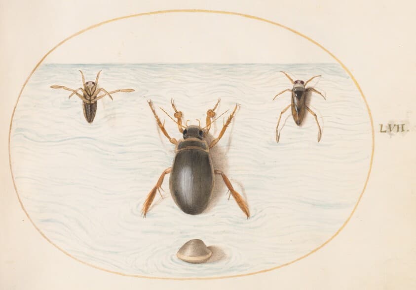 Plate 57: A Diving Beetle and Two Views of a Backswimmer — Joris Hoefnagel