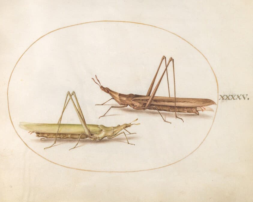 Plate 45: Two Long-Headed Grasshoppers(?) — Joris Hoefnagel