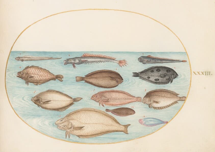Plate 33: Sole and Other Flatfish with Bandfish(?) — Joris Hoefnagel