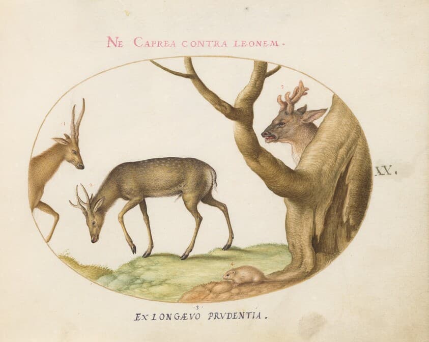 Plate 20: Three Types of Stags with a Dormouse(?) — Joris Hoefnagel