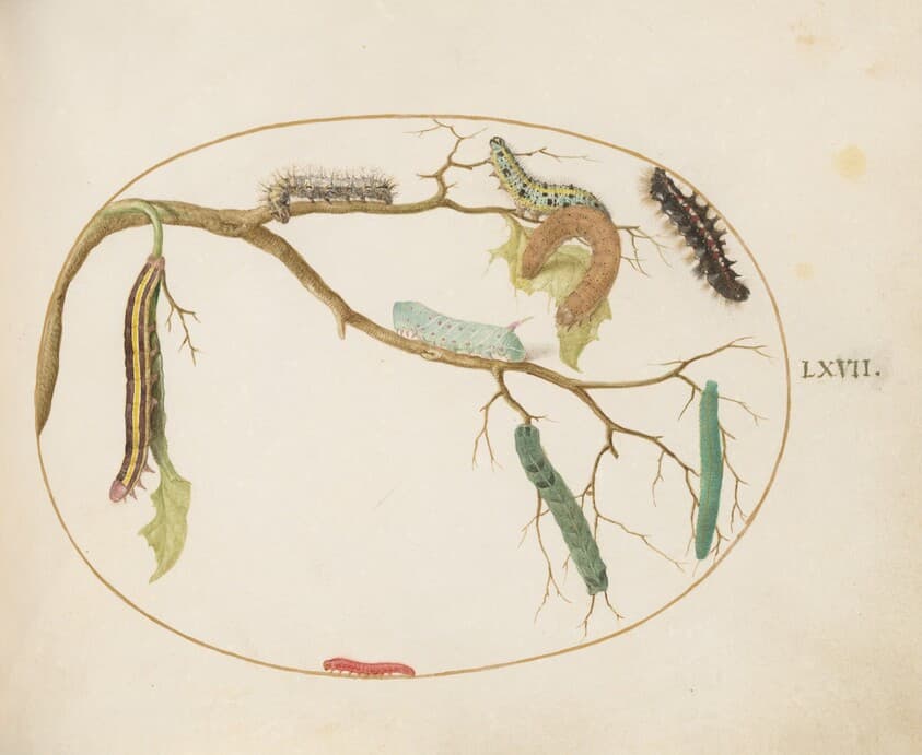 Plate 67: Large White and Small White Butterfly Caterpillars, Hornworm Caterpillar, Broom Moth Caterpillar, and Others — Joris Hoefnagel
