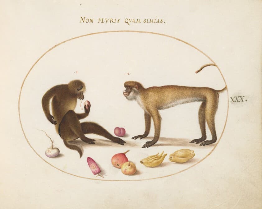 Plate 30: Two Monkeys — Joris Hoefnagel