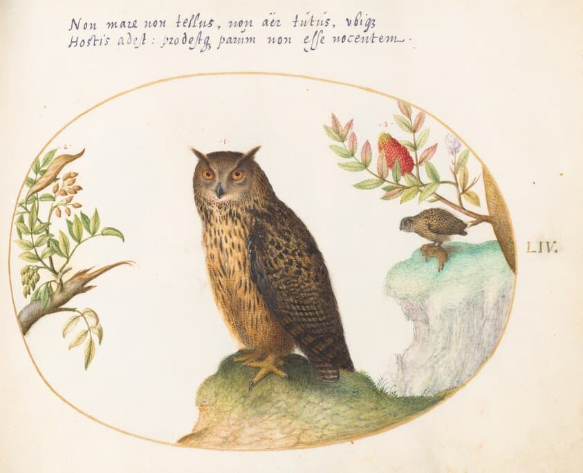 Plate 54: An Owl, with a Second in the Distance Eating a Rabbit — Joris Hoefnagel