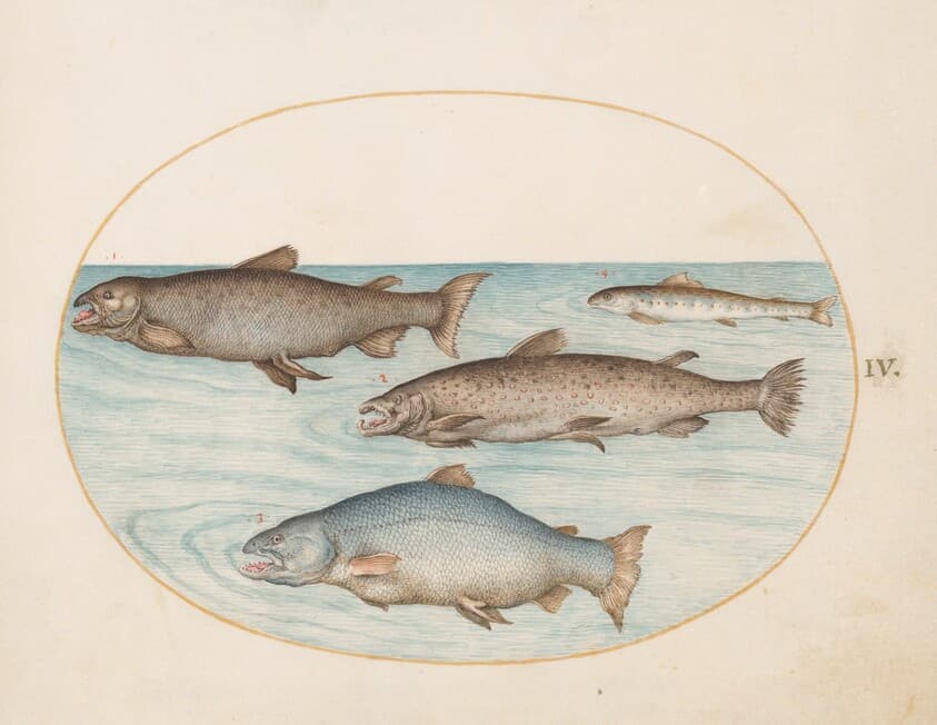 Plate 4: Four Salmon — Joris Hoefnagel