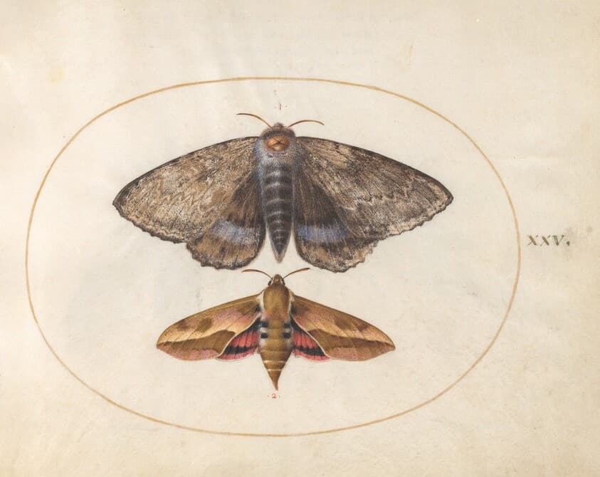 Blue Underwing Moth and Spurge Hawk Moth (plate 25 from Ignis) — Joris Hoefnagel