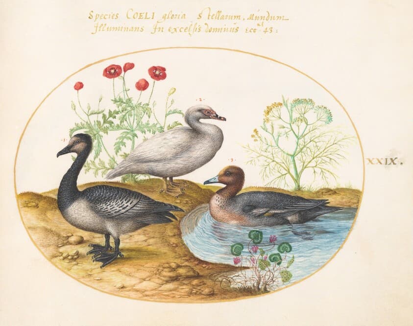 Plate 29: Geese with Poppies and a Cyclamen — Joris Hoefnagel