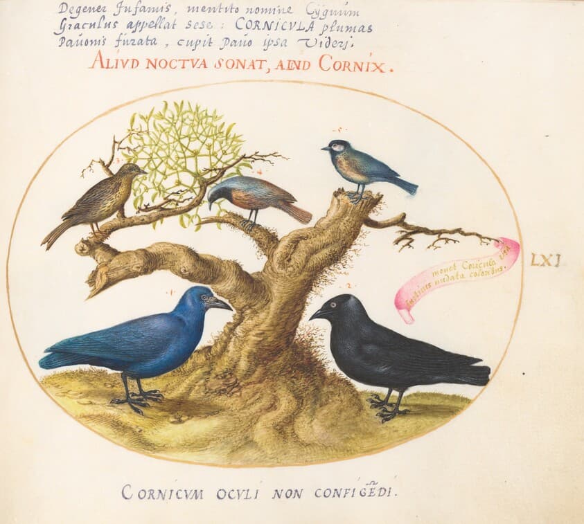 Plate 61: Blue Crow(?), Jackdaw, Chickadee or Tit, and Other Birds — Joris Hoefnagel