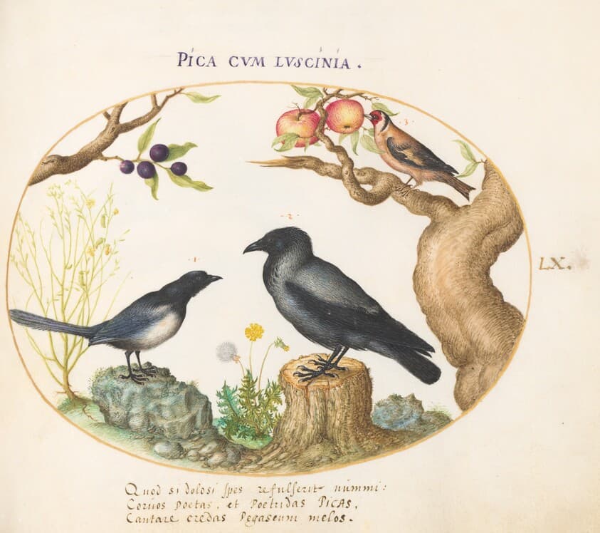Plate 60: Magpie, Crow, and Goldfinch — Joris Hoefnagel