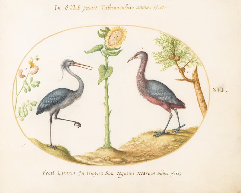 Plate 16: Gray Heron and Purple Heron(?)  with a Sunflower — Joris Hoefnagel