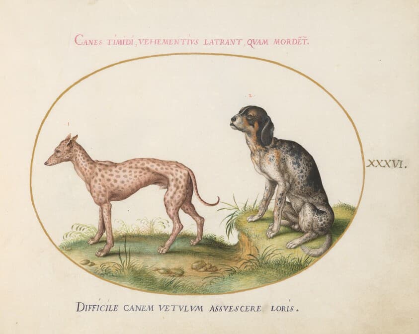 Plate 36: Two Spotted Hounds — Joris Hoefnagel