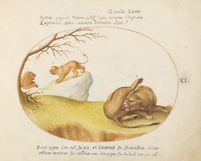 Plate 11: A Lioness with Two Lions in the Background — Joris Hoefnagel