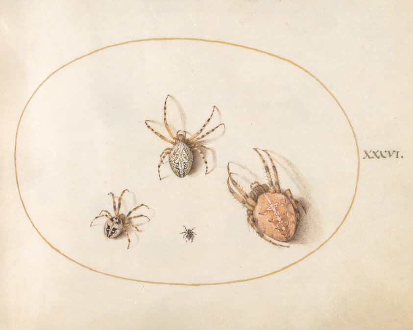 Plate 36: Three Large Spiders and One Small Spider — Joris Hoefnagel