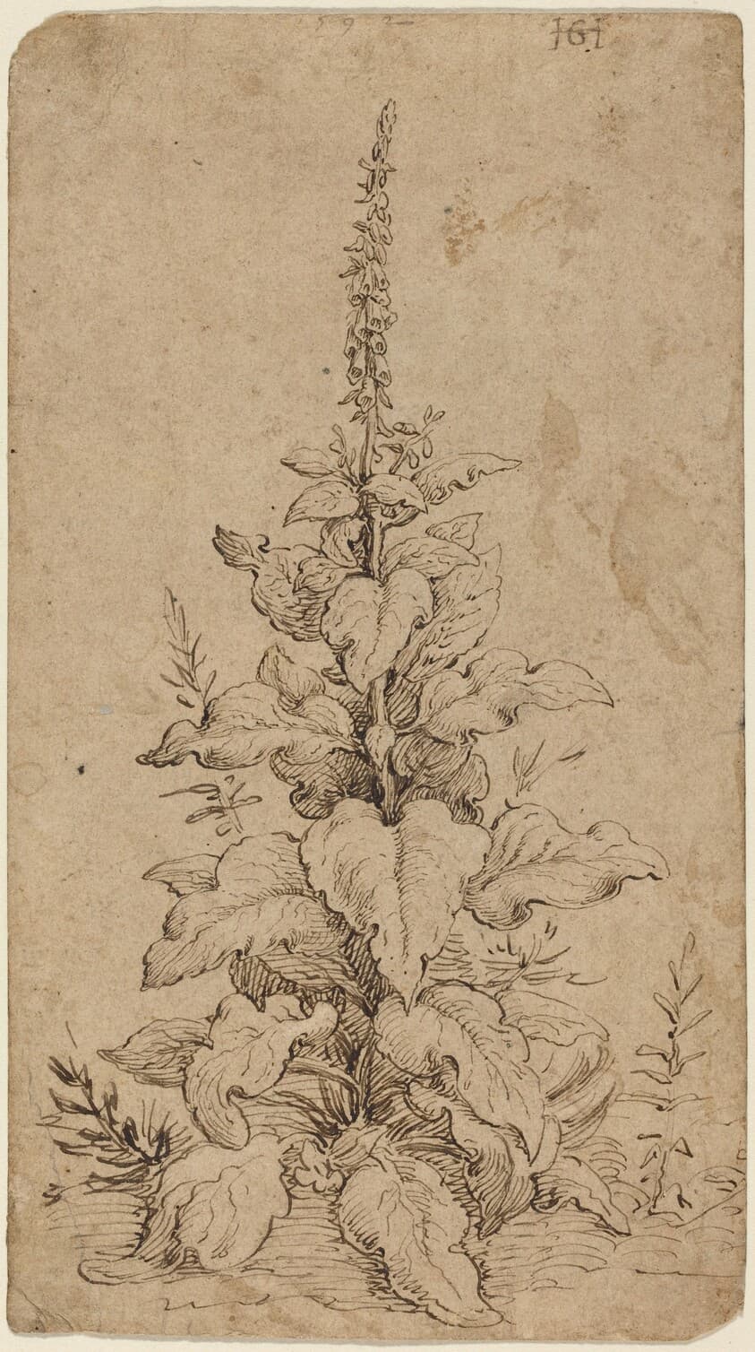 A Foxglove in Bloom — Hendrik Goltzius