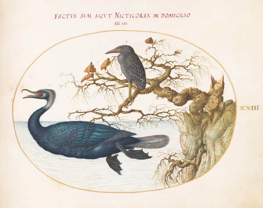 Plate 23: A Brandt's Cormorant with a Juvenile Crowned Night Heron — Joris Hoefnagel