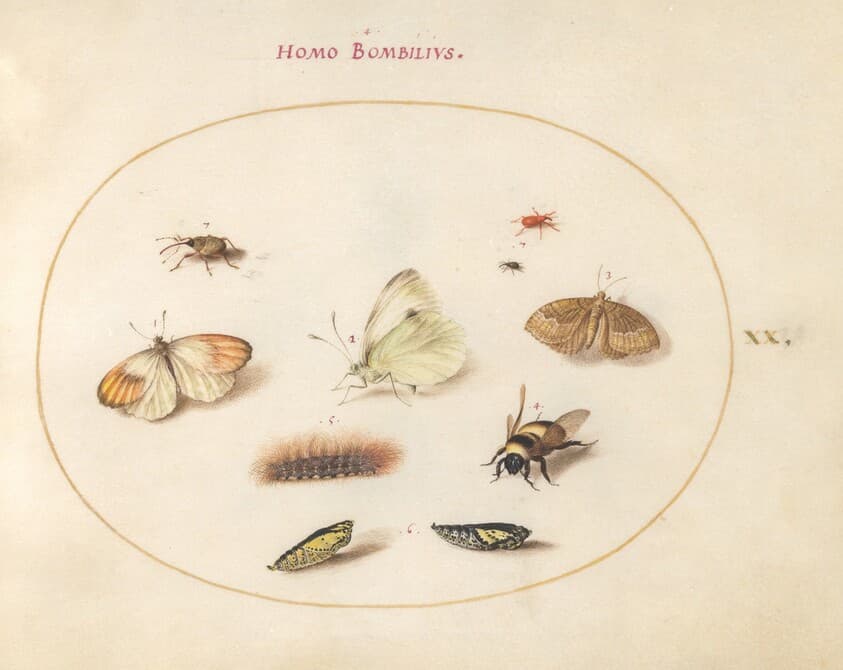Plate 20: Three Butterflies, a Caterpillar, a Bee, Two Chrysalides, and Three Weevils — Joris Hoefnagel