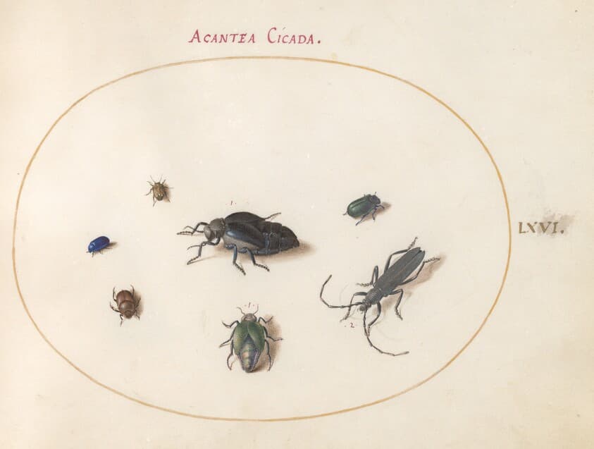 Plate 66: Two Oil Beetles, a Longhorn Beetle, and Four Other Insects — Joris Hoefnagel