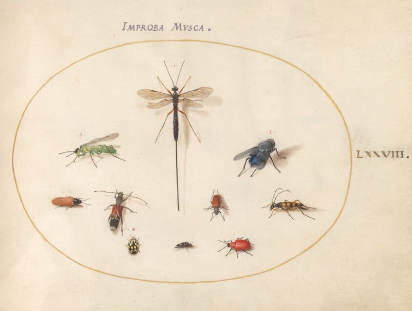 Plate 78: Ten Insects, Including a Blue Fly — Joris Hoefnagel