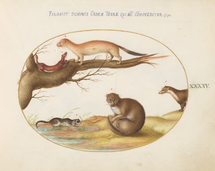 Plate 45: Weasels, a Ferret, and a "Nut Mouse" — Joris Hoefnagel