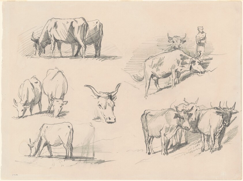 Studies of Cattle — John Singer Sargent
