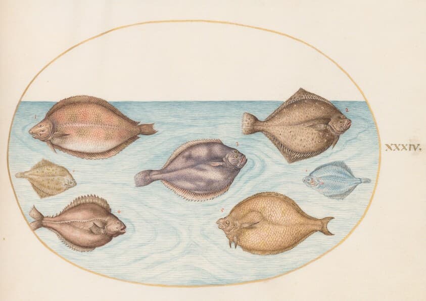 Plate 34: Seven Flatfish — Joris Hoefnagel