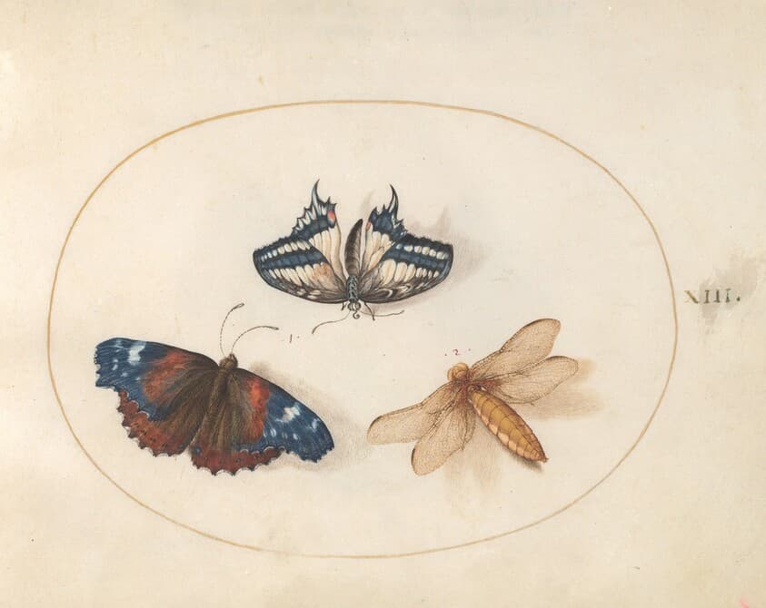Plate 13: Yellow Swallowtail and Red Admiral Butterflies with a Dragonfly (Broad-Bodied Chaser?) — Joris Hoefnagel