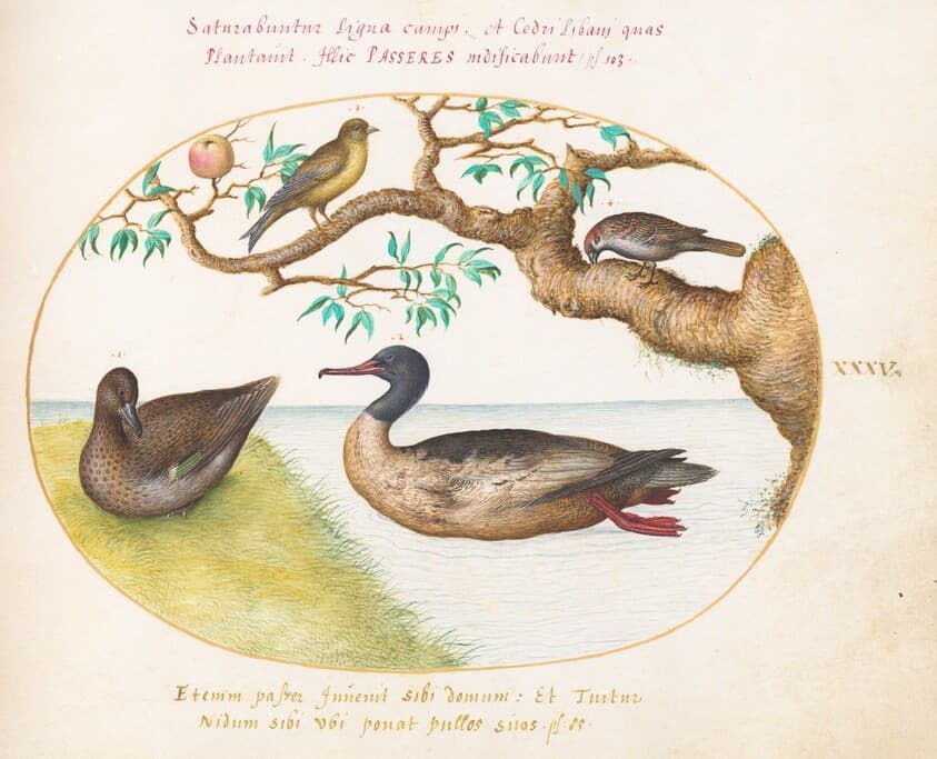 Plate 35: Female Green-Winged Teal, Red-Breasted Merganser(?), Sparrow, and a Greenfinch(?) — Joris Hoefnagel