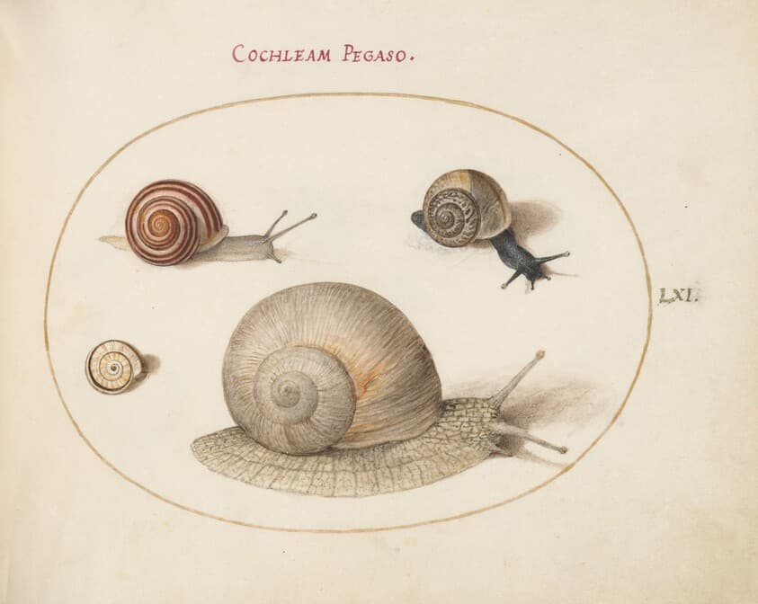 Plate 61: Four Snails — Joris Hoefnagel