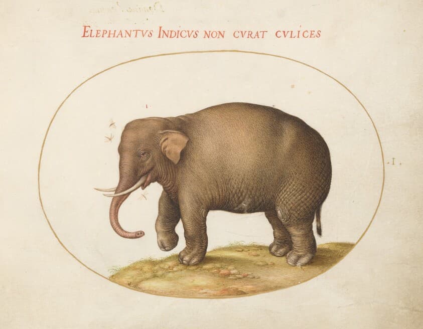 Plate 1: Elephant with Insects — Joris Hoefnagel