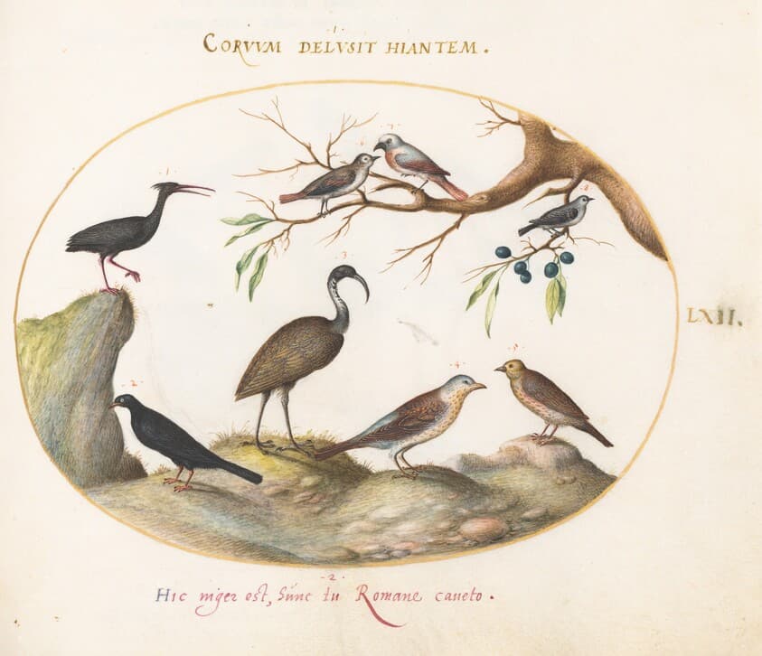 Plate 62: Northern Bald Ibis and Glossy Ibis with Other Birds — Joris Hoefnagel