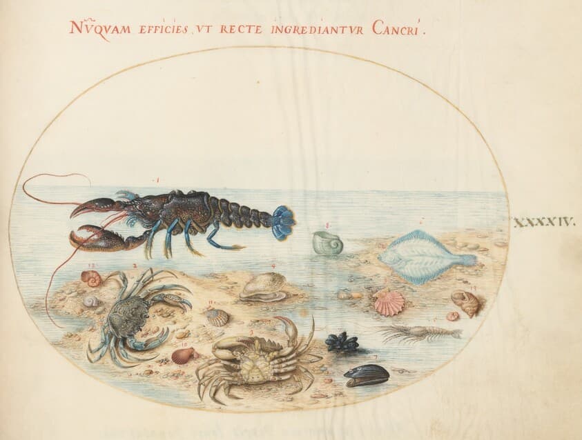 Plate 44: Lobster, Two Crabs, Scallop Shells, and Other Sea Life — Joris Hoefnagel