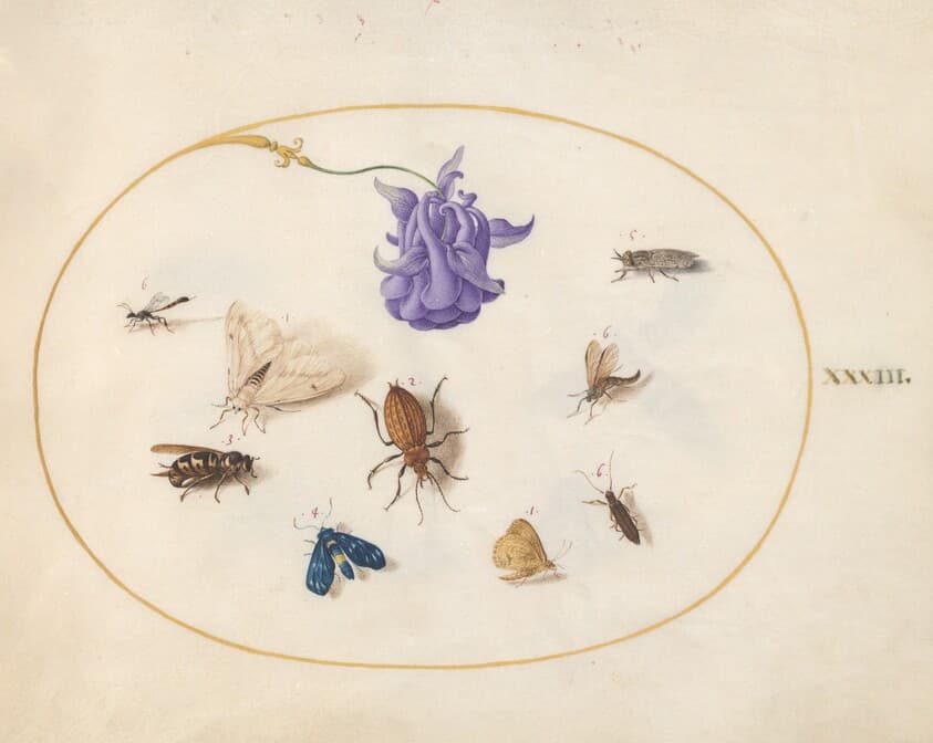 Plate 33: Moth and Butterfly with other Insects and a Columbine Flower — Joris Hoefnagel
