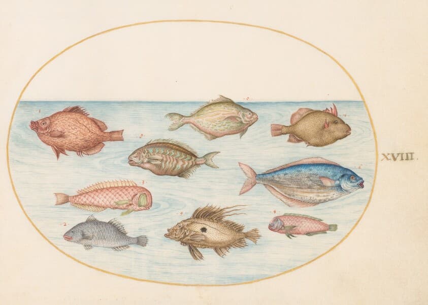 Plate 18: Boarfish, Razorfish, Butterfish, a John Dory, and Other Fish — Joris Hoefnagel