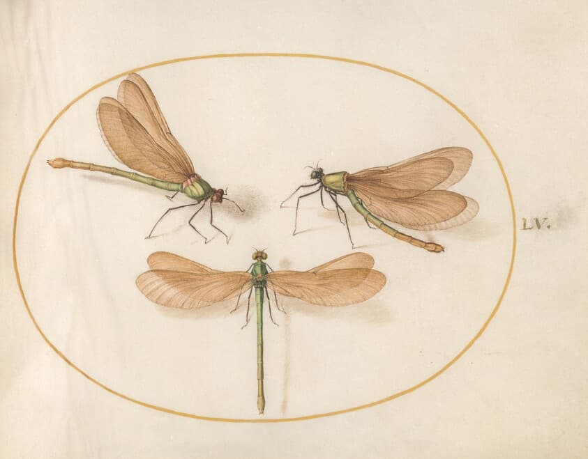 Plate 55: Three Green Damselflies with Brown Wings (Beautiful Desmoiselles?) — Joris Hoefnagel