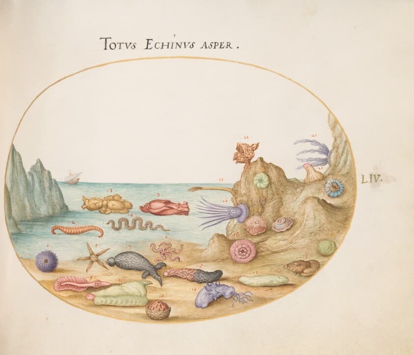 Plate 54: Sea Cucumbers, Sea Urchins, Starfish, a Sea Nettle, a "Sea Hare," and Other Marine Life — Joris Hoefnagel