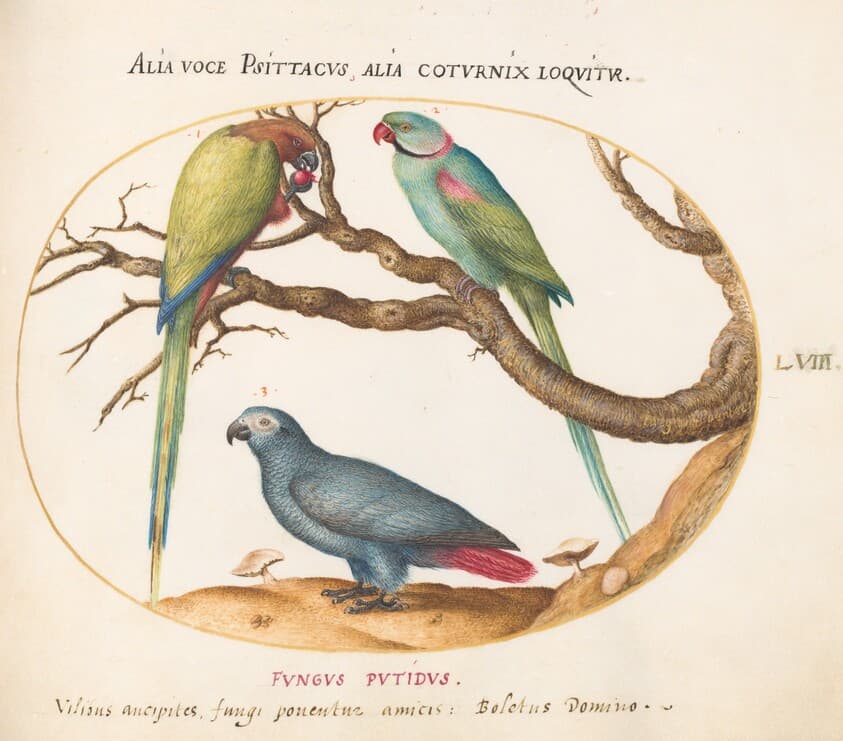 Plate 58: African Gray Parrot, Indian Ring-Necked Parrot, and a Third Parrot — Joris Hoefnagel