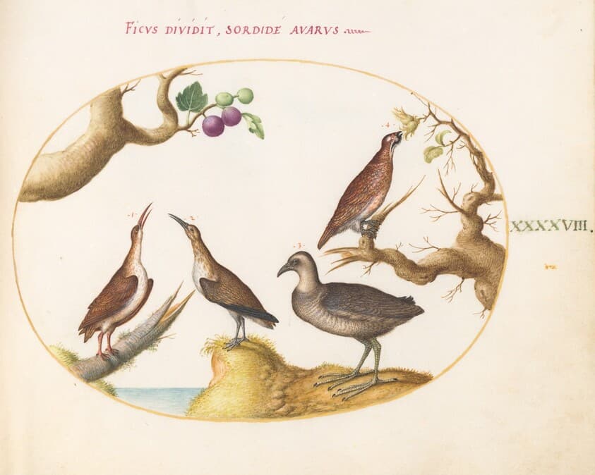 Plate 48: Wood Grouse, Rail, and Curlew with Hazelnuts and Figs — Joris Hoefnagel