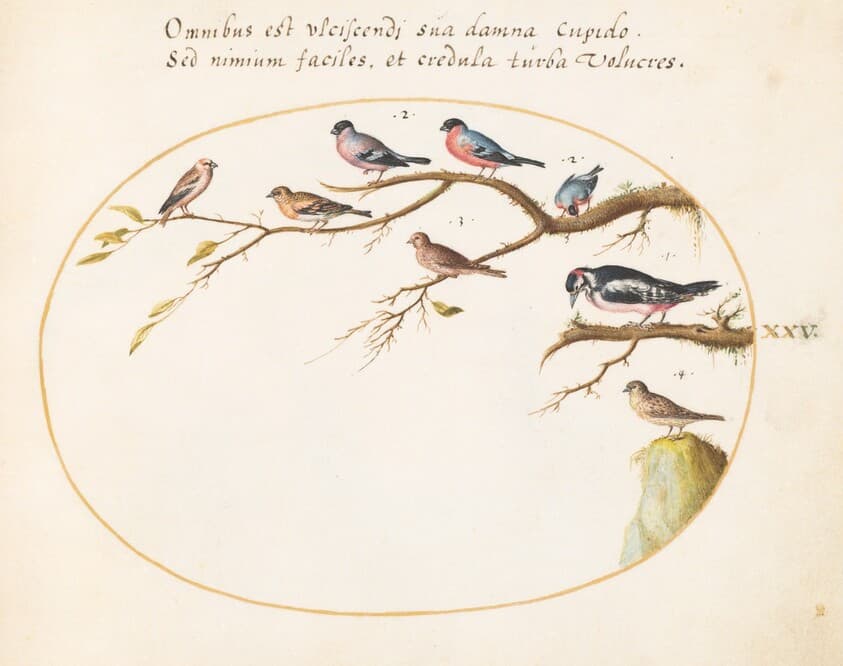 Plate 25: Great Spotted Woodpecker, Bullfinches, Sparrows, and Other Birds — Joris Hoefnagel