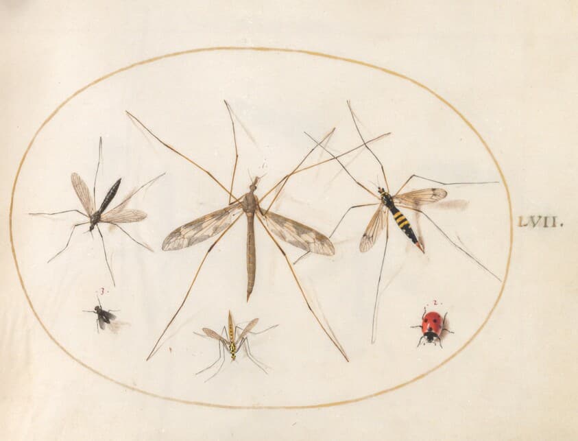 Plate 57: A Ladybug, a Fly, and Four Other Insects — Joris Hoefnagel
